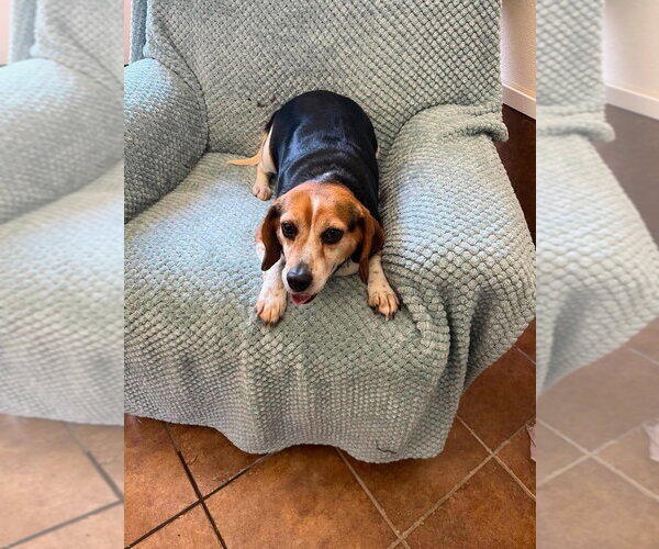 Medium Photo #2 Beagle Puppy For Sale in Osgood, IN, USA
