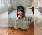 Small #1 Beagle