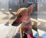Small #2 Australian Kelpie-Carolina Dog Mix