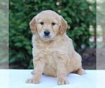 Small #2 Golden Retriever