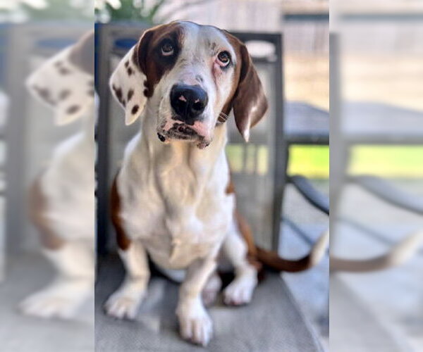 Medium Photo #2 Bagle Hound Puppy For Sale in Deepwater, NJ, USA