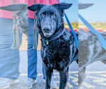 Small #1 German Shepherd Dog Mix