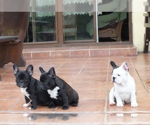 French Bulldog Puppy for sale in DALLAS, TX, USA