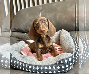Dachshund Puppy for sale in FRANKLIN, IN, USA