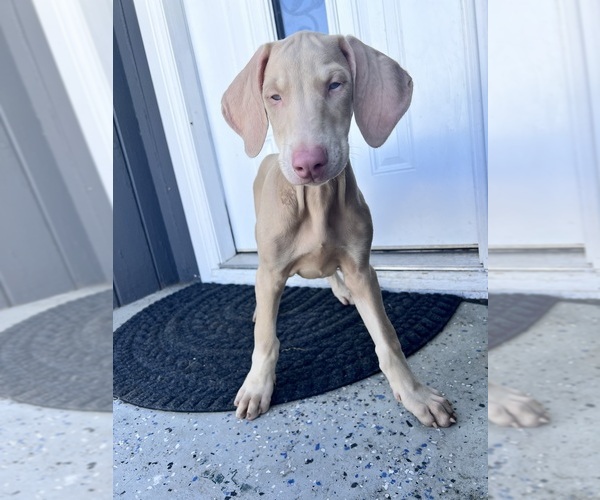 Medium Photo #1 Doberman Pinscher Puppy For Sale in RIVERSIDE, CA, USA