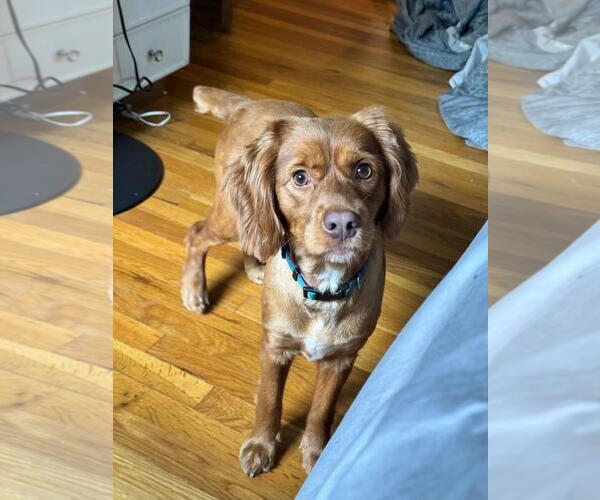 Medium Photo #1 Cocker Spaniel-Unknown Mix Puppy For Sale in Morganville, NJ, USA
