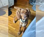 Small Cocker Spaniel Mix