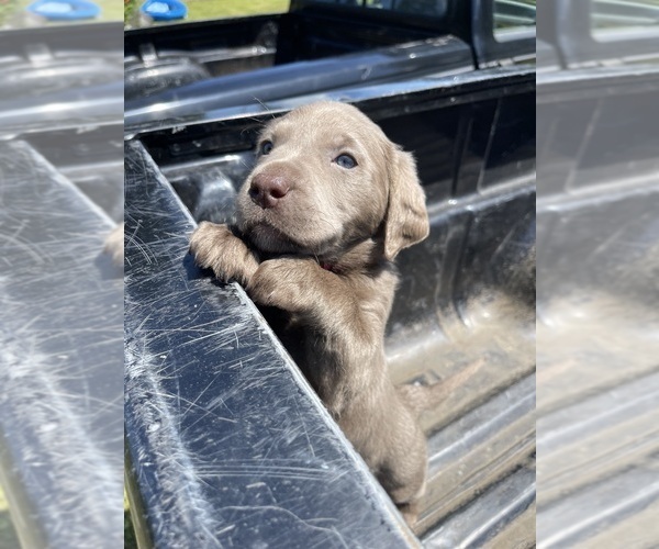 Medium Photo #7 Labrador Retriever Puppy For Sale in HADLOCK, WA, USA