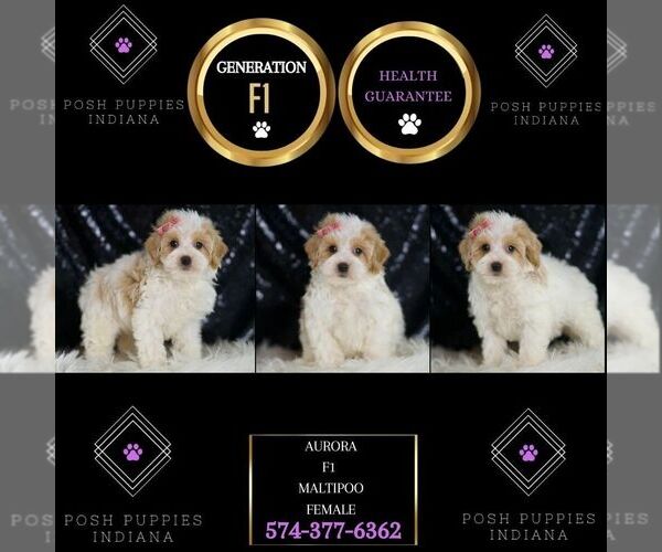 Medium Photo #5 Maltipoo Puppy For Sale in WARSAW, IN, USA