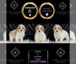 Small #4 Maltipoo