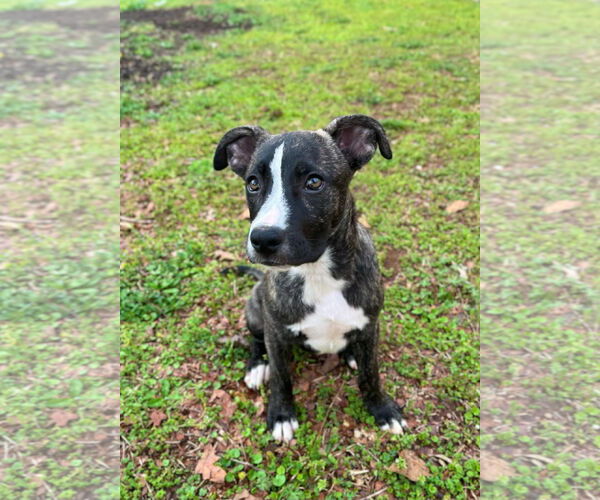 Medium Photo #13 American Staffordshire Terrier-German Shepherd Dog Mix Puppy For Sale in McDonough, GA, USA