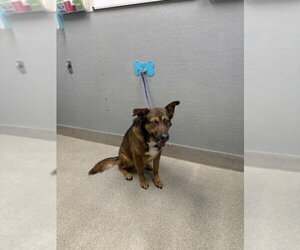 German Shepherd Dog-Unknown Mix Dogs for adoption in Las Vegas, NV, USA