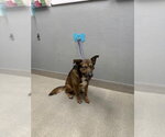Small German Shepherd Dog Mix