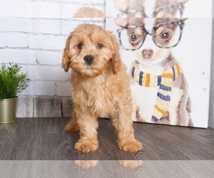 Cavapoo Puppy for sale in RED LION, PA, USA