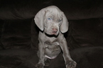 Small Photo #13 Neapolitan Mastiff-Weimaraner Mix Puppy For Sale in ROME, GA, USA