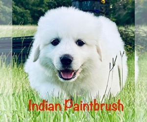 Medium Great Pyrenees