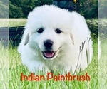 Puppy IndianPaintbrus Great Pyrenees
