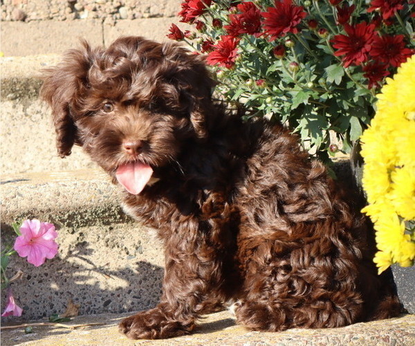 Medium Photo #5 Cavapoo Puppy For Sale in THORP, WI, USA