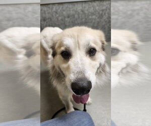 Storm- sponsored adoption fee - Female Great Pyrenees Dog for Adoption - Photo #6