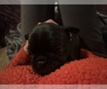 Small #9 Frenchie Pug