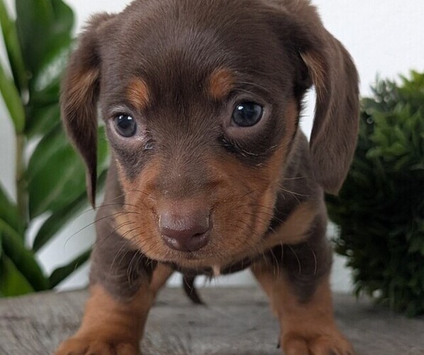 Medium Photo #21 Dachshund Puppy For Sale in GOSHEN, IN, USA
