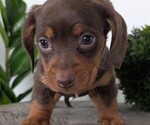 Small #6 Dachshund