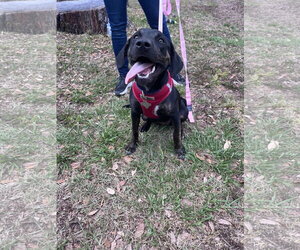 Saoirse Doglando Graduate FH - Female Mutt Dog for Adoption - Photo #10
