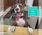 Small #44 American Pit Bull Terrier Mix