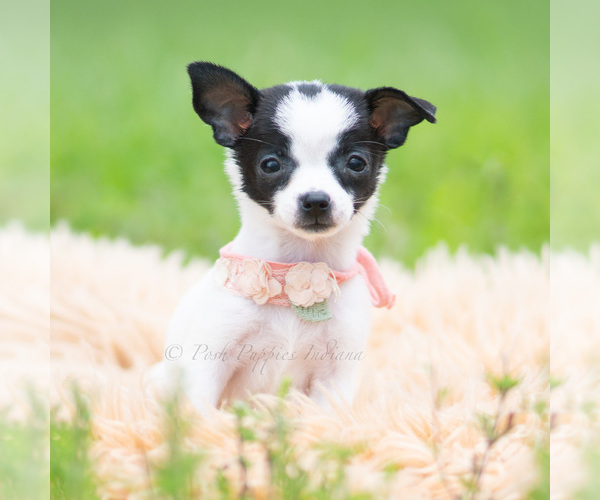 Medium Photo #80 Chihuahua Puppy For Sale in WARSAW, IN, USA