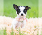Small #7 Chihuahua