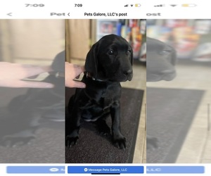 Labrador Retriever Puppy for sale in MILES CITY, MT, USA