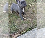 Litter of 5 - Female French BulldogLitter of Puppies for Sale - Photo #2