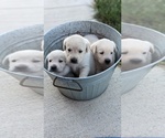 Image preview for Ad Listing. Nickname: Boy
