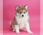 Small Photo #2 Pomsky Puppy For Sale in WARSAW, IN, USA