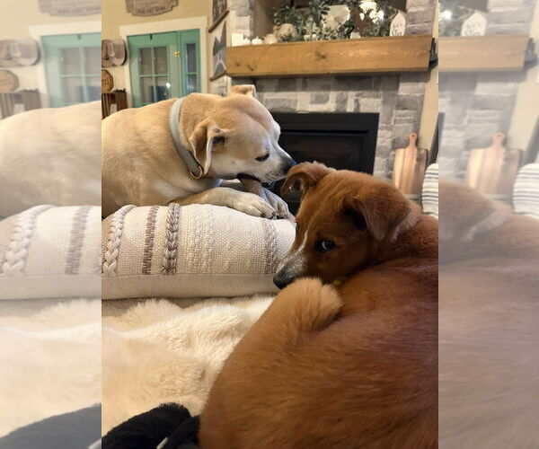 Medium Photo #6 Mutt Puppy For Sale in Sandy, UT, USA