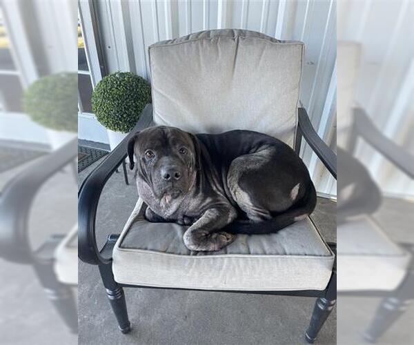 Medium Photo #1 Mastiff Puppy For Sale in Houston, TX, USA