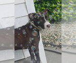 Small #1 American Pit Bull Terrier Mix