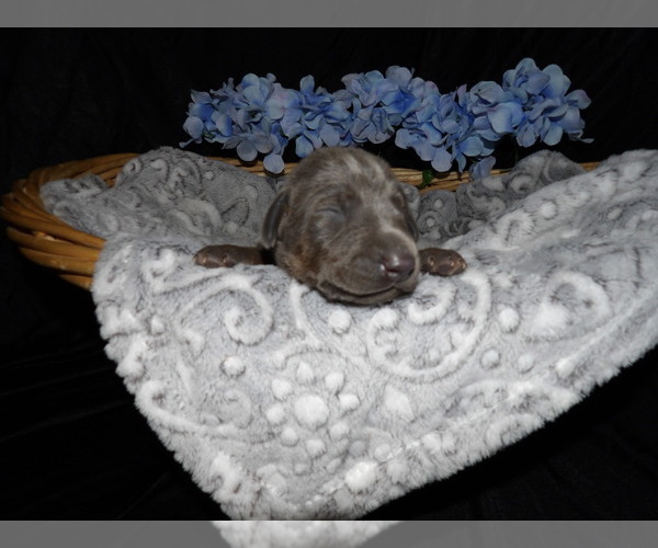Medium Photo #6 Doberman Pinscher Puppy For Sale in COTTON, MN, USA