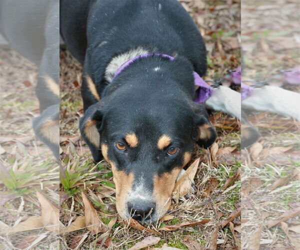 Medium Photo #3 Doberman Pinscher-Greater Swiss Mountain Dog Mix Puppy For Sale in Attalka, AL, USA