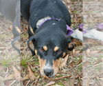 Small #2 Doberman Pinscher-Greater Swiss Mountain Dog Mix