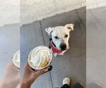 Small #11 Dalmatian-Labrador Retriever Mix