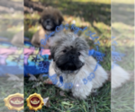 Small Photo #3 Shih Tzu Puppy For Sale in ATHENS, GA, USA