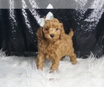 Small Photo #4 Maltipoo (Miniature) Puppy For Sale in WARSAW, IN, USA