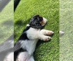 Small Photo #14 Cavalier King Charles Spaniel Puppy For Sale in SANTA ROSA, CA, USA