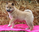 Puppy Kennedy Shiba Inu