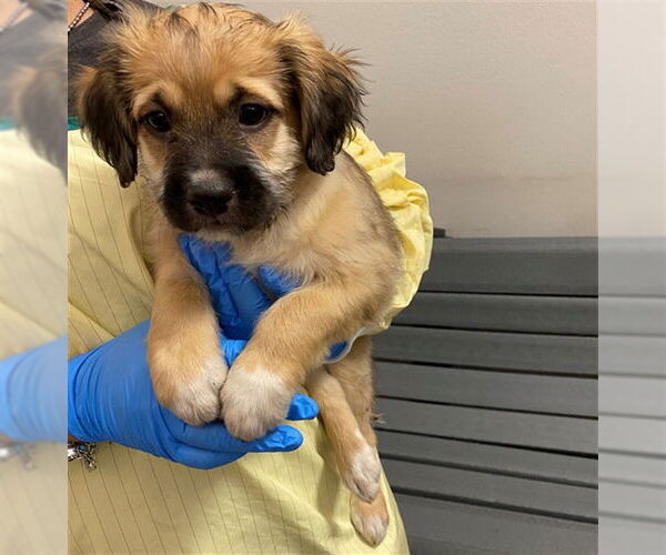 Medium Photo #1 German Shepherd Dog-Poodle (Miniature) Mix Puppy For Sale in Rancho Cucamonga, CA, USA