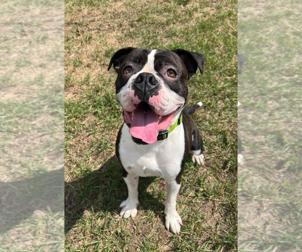 Medium Photo #7 Boxer Puppy For Sale in Burnsville, MN, USA