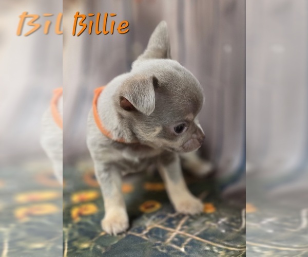 Medium Photo #10 Chihuahua Puppy For Sale in HOMERVILLE, GA, USA