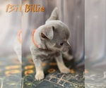 Small #9 Chihuahua