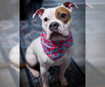 Small #2 American Staffordshire Terrier-Boxer Mix